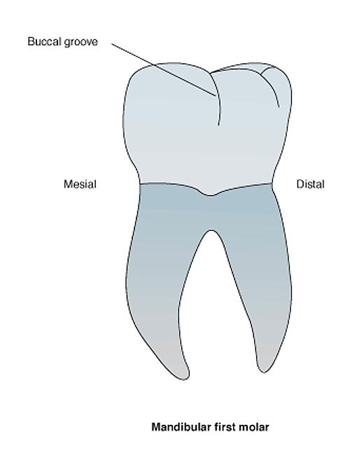 Landmarks of the Tooth Apex tip of the tooth root Apical Foramen the hole in the apex through which nerves and blood vessels enter and leave the tooth