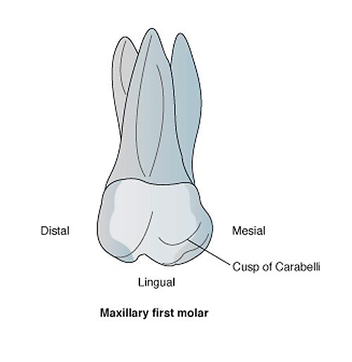 Cingulum a bulge adjacent to the gingiva on the lingual surface of anterior teeth Cingulum Cusp a pointed or rounded projection
