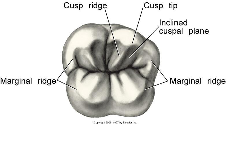 Ridge - an elevated portion of the crown of the tooth Supplemental