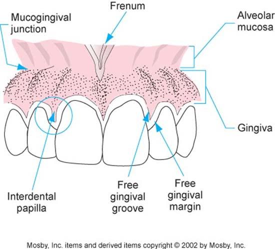 Interproximal spaces Triangular shaped spaces between the teeth.