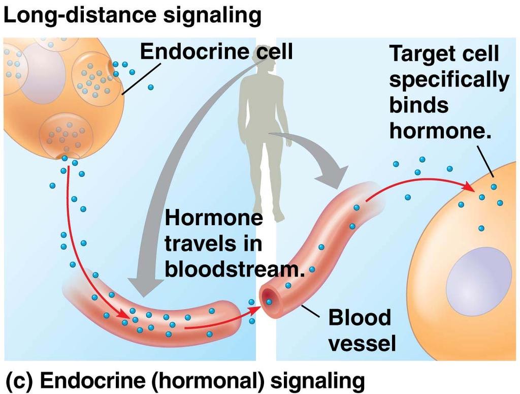 Page 217-218 (c) Hormonal signaling.