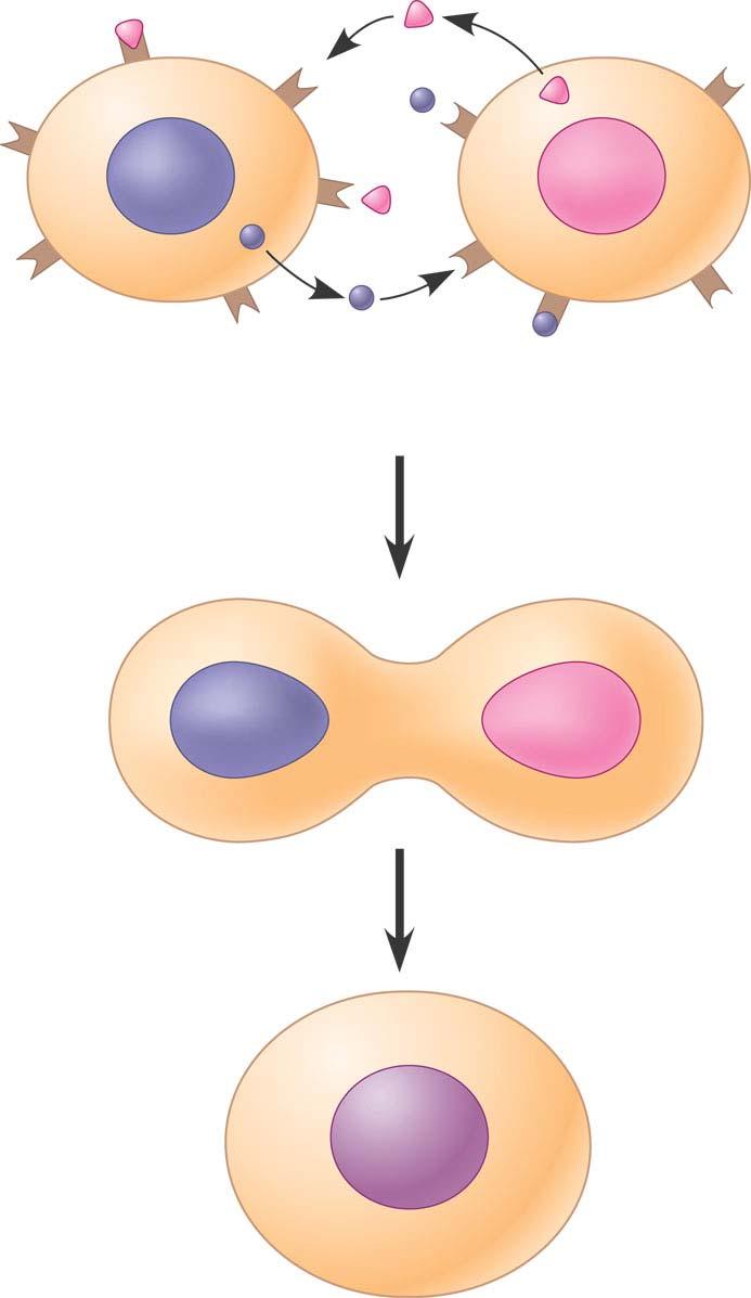 Communication Between Mating Yeast Cells 1 2 Exchange of mating factors. Each cell type secretes a mating factor that binds to receptors on the other cell type. Mating. Binding of the factors to receptors induces changes in the cells that lead to their fusion.