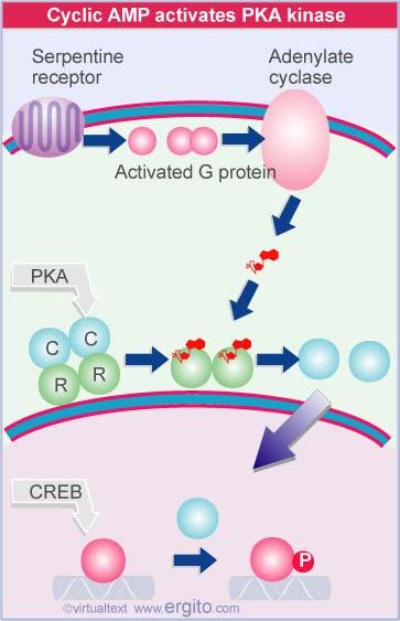 Page 226 PKA: protein kinase A (serine/threonine kinase) C:catalytic