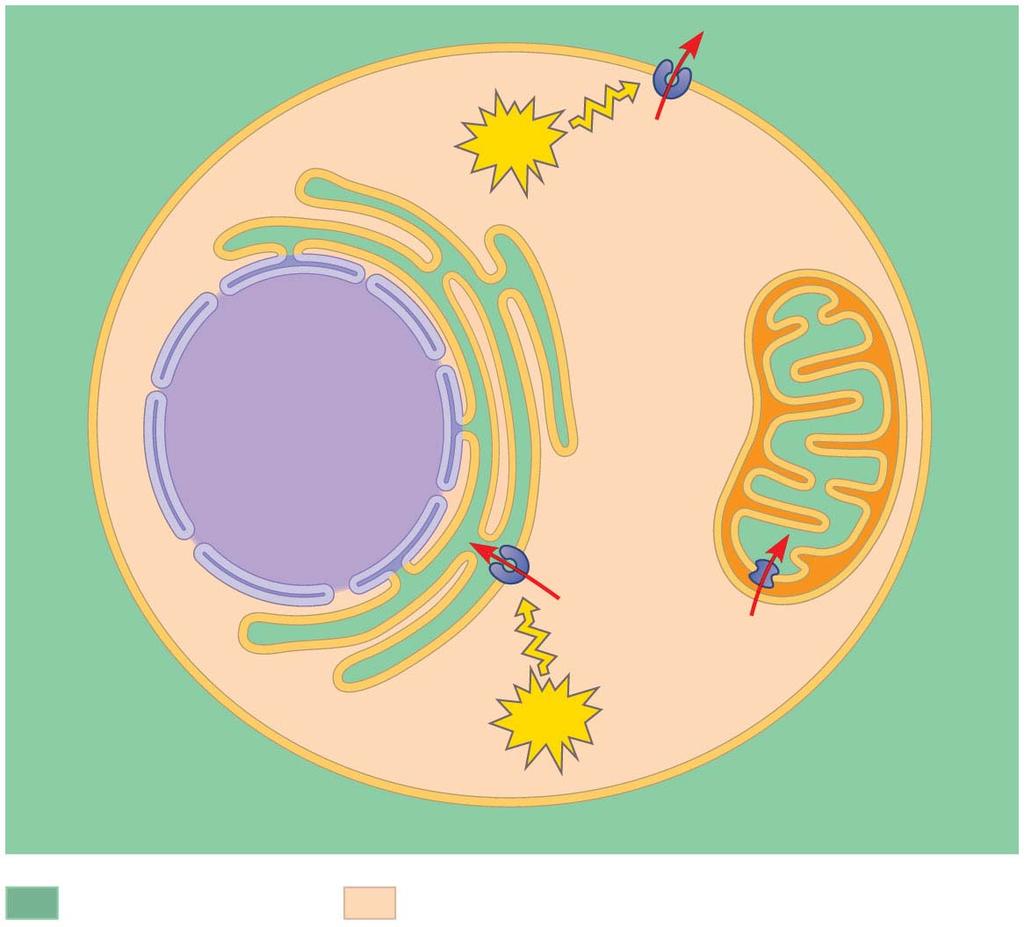 Endoplasmic reticulum (ER) ATP Plasma membrane Page 227 Mitochondrion
