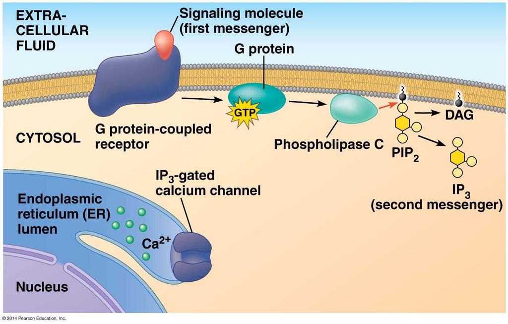 Calcium and IP3 in Signaling