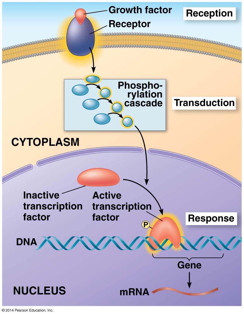 Nuclear Responses to a Signal: the Activation of a Specific Gene by a