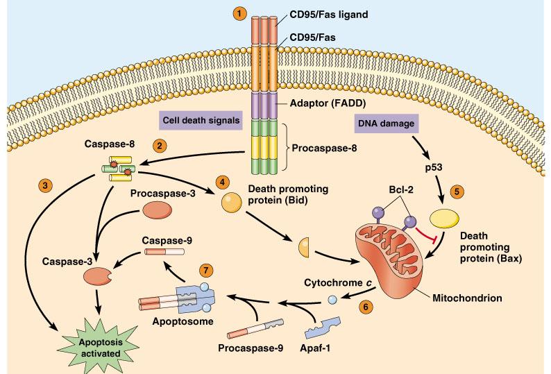 1.Extrinsic apoptotic pathway (the Death Receptor Pathway) 2.