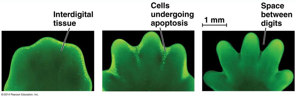 Effect of Apoptosis during Paw
