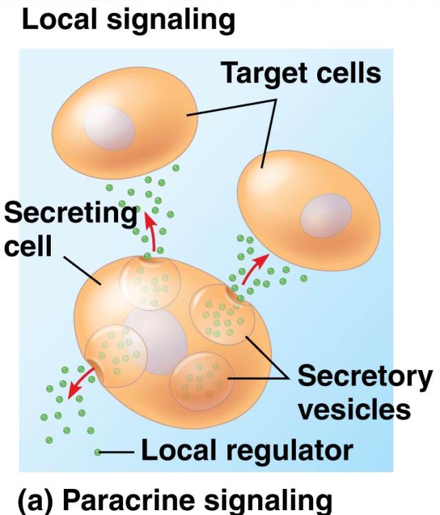 2. Signaling by Secreted Molecules Page 217 (a) Paracrine signaling.