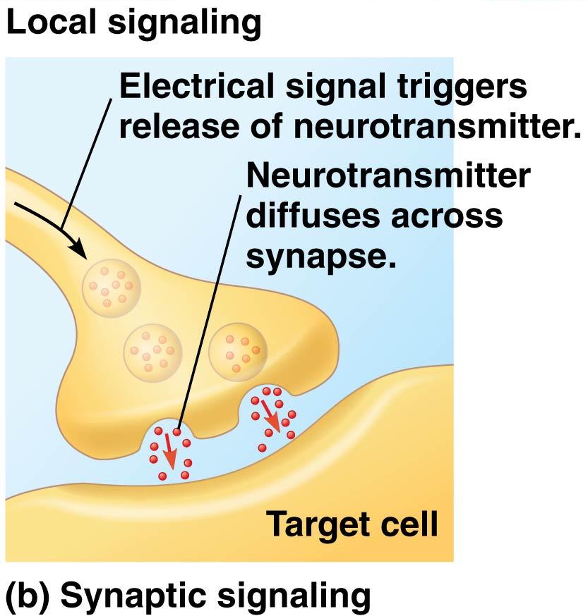 regulator (a growth factor, for example) (b) Synaptic signaling.
