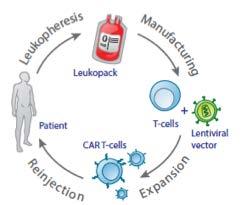 10 CAR T-cells Production of Autologous CART cells T-cell enrichment/purification