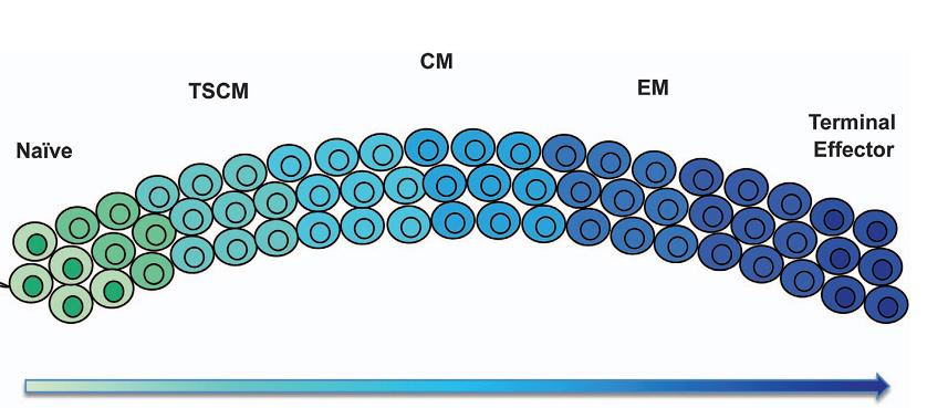 CAR T-cells Next generation CART cells Selected cell population as staring material - T-cells SCM/CM - ratios CD4/CD8 Self renewal Proliferative Capacity Vectorization strategies - random integration