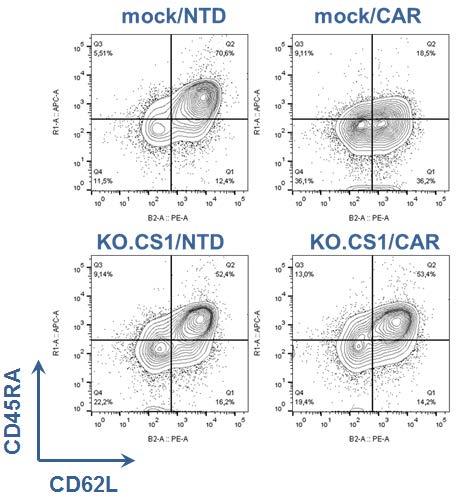 CAR-T Cell cross-reactivity (CS1 is naturally expressed on CD8+ T Cells) Increased activity of CAR T-cells following