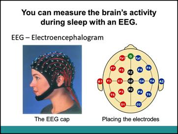 2. You can measure the brain s activity during sleep with an EEG Ask the students has anyone had an EEG before? If so, have that student describe what was done to record the EEG.