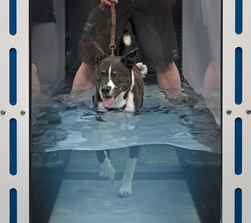 UNDERWATER TREADMILL SYSTEM FOR DOGS & SMALL ANIMALS A SYSTEM WITH