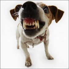Canine Dental Problems Gingival
