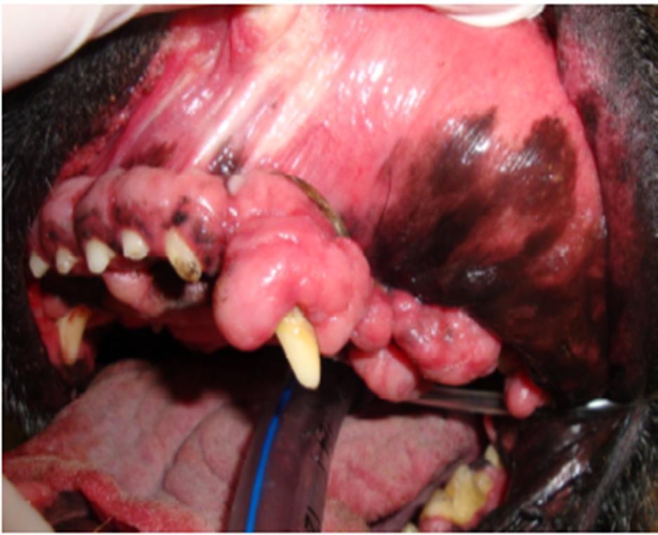 Gingival Hyperplasia Genetic problem over represented in Boxers and other