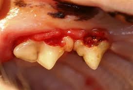 Feline Dental Problems Tooth resorption