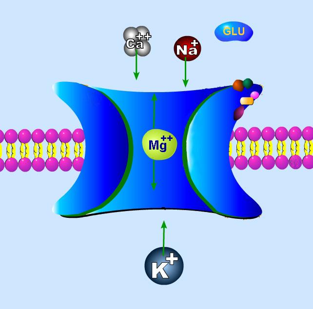 Glutamate Receptors NMDA receptor Glu binding alone cannot open the channel because it is blocked by Mg ++ with an additional source of depolarization, Mg ++ is removed and Ca ++ and Na + flow into