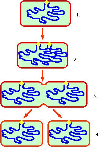 chromatids. The linear structure and the X-shaped structure (before and after replication) are called chromosomes. Sister chromatids refer to the two halves of the duplicated chromosome.