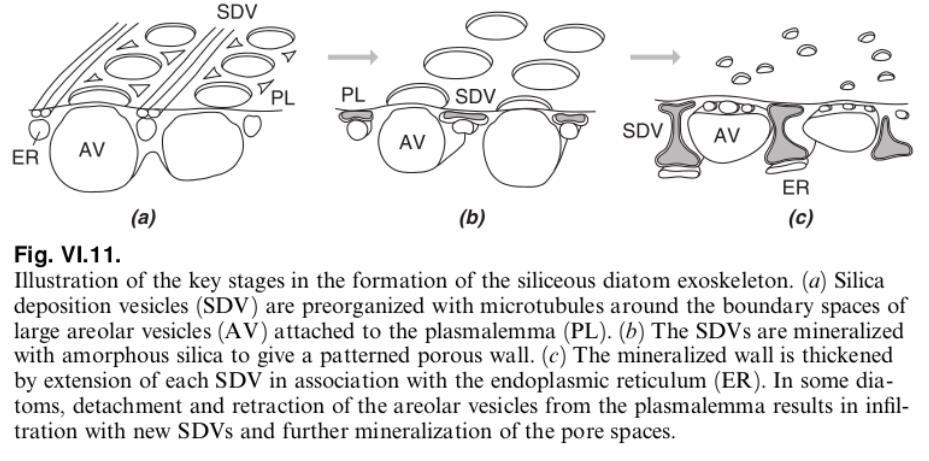 iv. Morphogenesis 2. Inorganic mineralization and vesicle shaping proceed in concert, with the inorganic layer forming steps behind the organic layer.