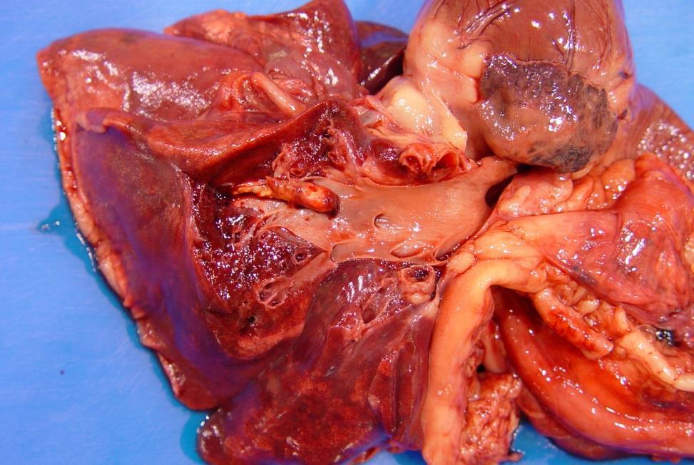 INFARCTION Pulmonary Artery Thrombosis / Thromboembolism Many possible causes: Pneumonia Parasites (eg.