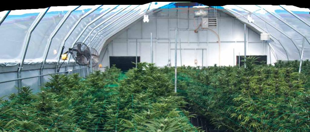 4 testing often and on-site can help optimize the crop One of the key factors in the buying, selling and trading of cannabis has always been potency, and growers want to get the most potency they can