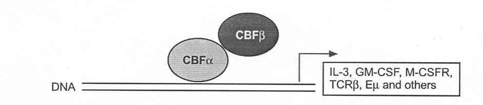 Core Binding Factor Protein is a
