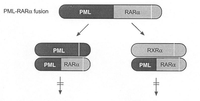 PML/RARa Is a Dominant