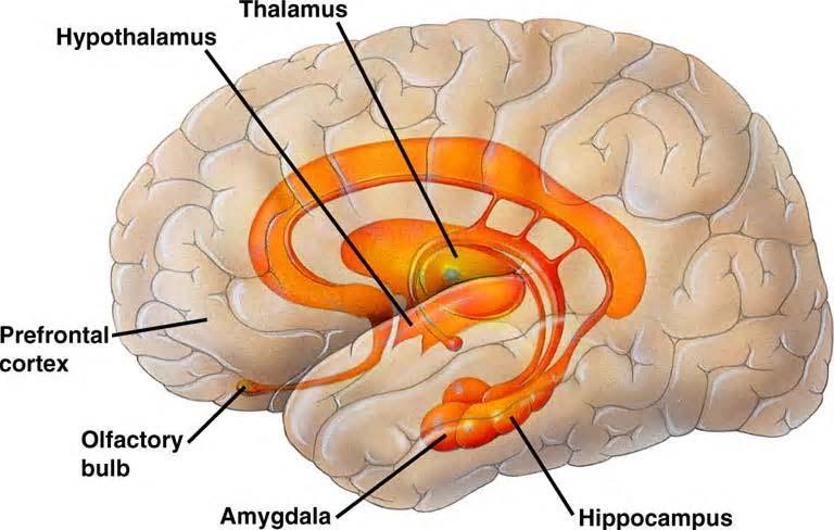 Schematic Diagram of principal limbic areas
