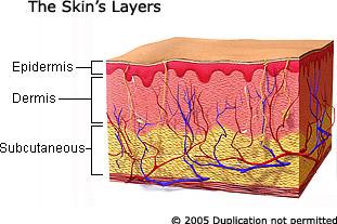 Page 1 of 5 Skin Basics Reviewed By: Kimberly Bazar, M.D., AAD Mary Ellen Luchetti, M.D., AAD Summary The skin is the largest organ in the body.