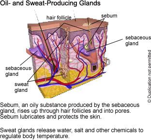 Page 4 of 5 Oil glands. These structures branch off the walls of the hair follicles. Also known as sebaceous glands, oil glands secrete an oily substance called sebum.