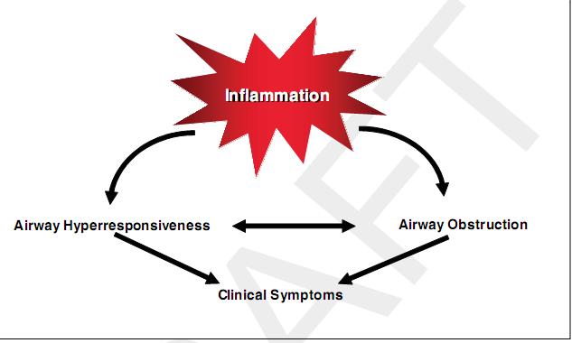 Characteristics of Asthma Airway Inflammation Airway