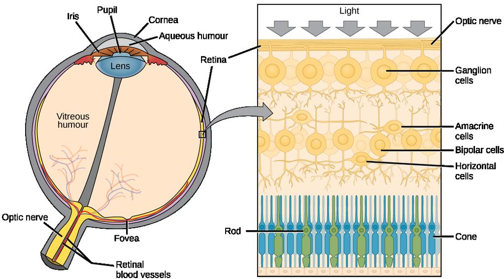 (a) The human eye is shown in cross section. (b) A blowup shows the layers of the retina. Which of the following statements about the human eye is false? 1.