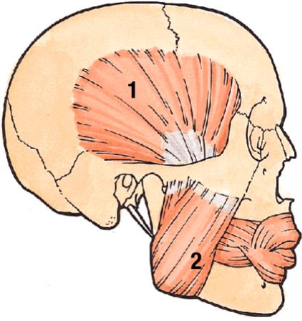 Lateral (side to side) motion: lateral and medial pterygoids (#3,4) Action