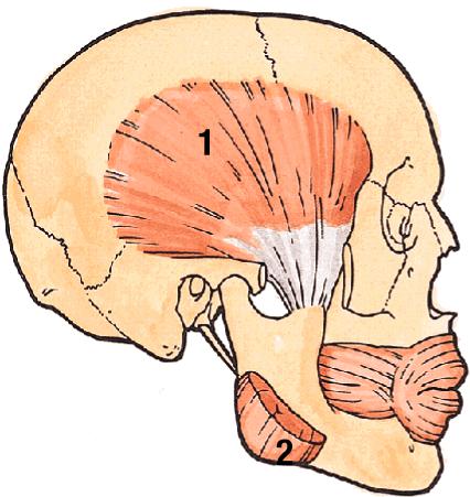 anterior belly of digastric, geniohyoid, lateral pterygoids (#3),