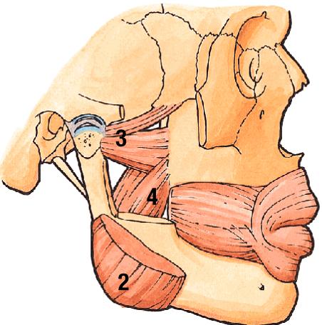 temporalis (#1), medial pterygoids (#4) Protrusion (protraction): mostly