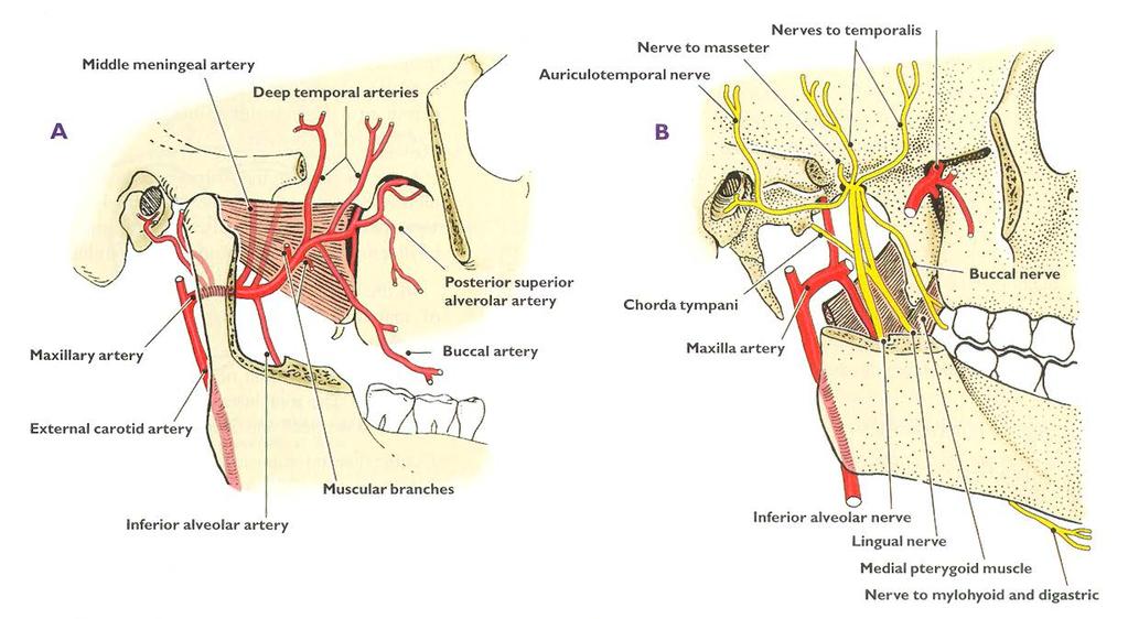 Maxillary artery entering