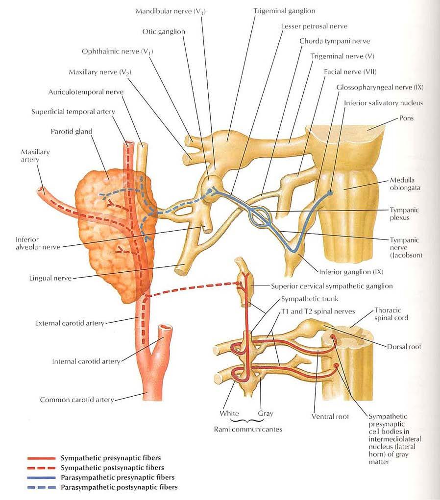 Innervation of