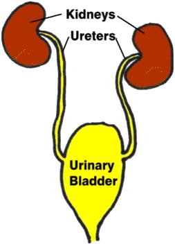 What is Urinary Incontinence?