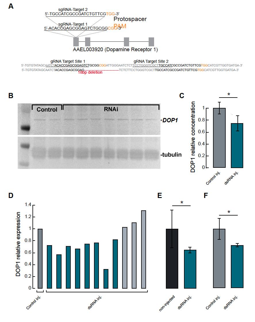 Figure S4. Dopamine Receptor 1 CRISPR Target Sites and Sequencing, and Knockdown of DOP1 in Ae. Aegypti, Related to Figure 3.