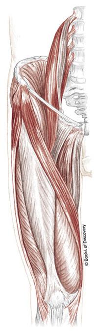 Endangerment Site Femoral triangle The area formed by the inguinal ligament, adductor longus, and sartorius.