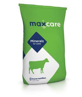 Bagged minerals Maxcare Cattle A wide range of livestock including dairy cows, beef cattle, heifers and young stock will benefit from being offered this mineral year round.