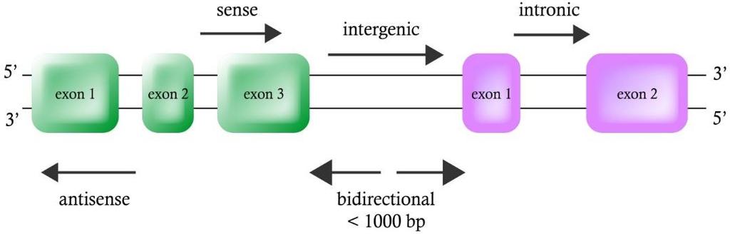 23 regulation of expression of the coding genes, with direct consequences in cellular processes (Bian et al., 2014).