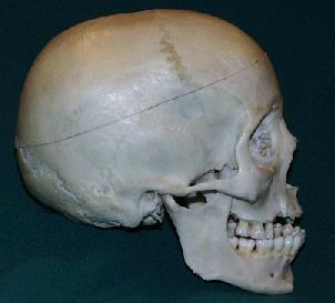Axial Skeleton - The Skull The skull is the bony framework of