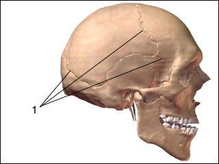 Axial Skeleton - The Skull The joints between bones of the