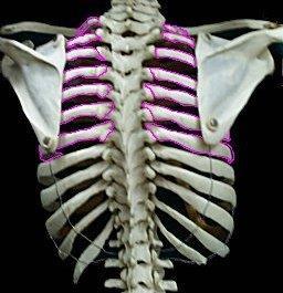 The Axial Skeleton The Ribs The first