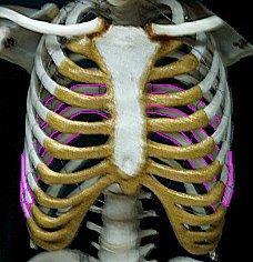 The Axial Skeleton The Ribs The next