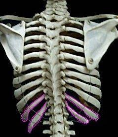 The Axial Skeleton The Ribs The last two