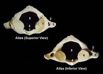 The Axial Skeleton The Cervical Vertebrae The C1 vertebrae is